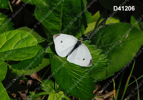 Cabbage White (Pieris rapae)